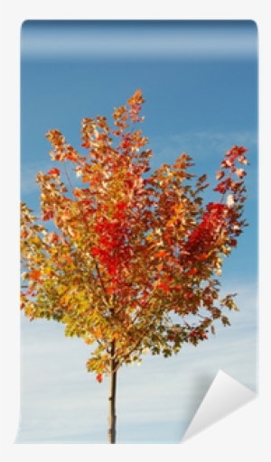 Maple Leaf