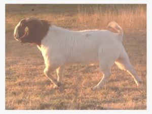 "harold" Was An Unproven Sire But At Such A Young Age - Landseer