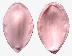 Cymbidium Orchid Sepal & Petal - Petal