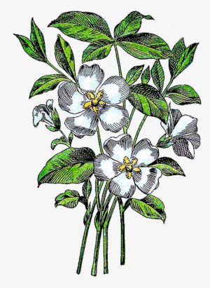 Periwinklepng - Periwinkle Illustration