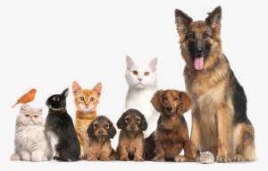 They Are All Our Family - Cachorro E Gato Png