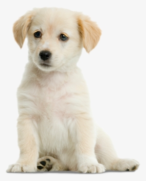 Grooming - Labrador Retriever