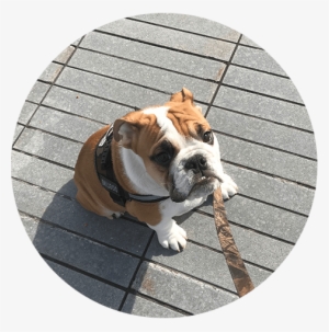 Initial Consult Dog Sitting Dog Boarding Weehawken - Pet Sitting
