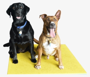 Each Pet By Emphasizing Personal Attention - Pet Sitting