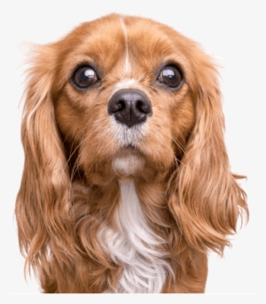 Assisi Pet Sitting Services Llc - Cavalier King Charles Spaniel Blonde