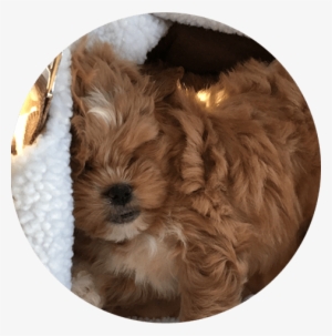 In Home Dog Boarding Weehawken Nj - New Jersey