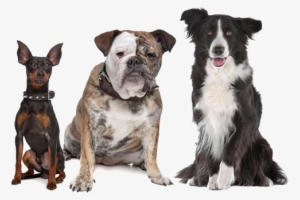 Spirit Ranch Dog Sitting