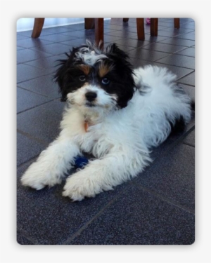 Chances Are You Are Reading This Page Because You Are - Pet Sitting