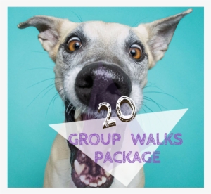 20 Group Walks Pawkee Package - Mês Do Cachorro Louco