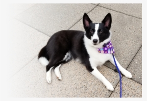 Wakey The Dog Sitting Relaxed - Dog