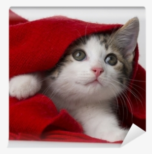 Cute Kitten Playing With A Red Scarf Wall Mural • Pixers® - Auf Samtpfoten Durch Den Advent