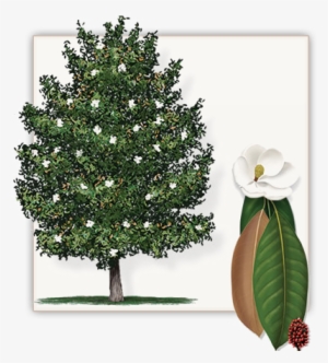 Southern Magnolia Tree - Southern Magnolia Tree Clipart