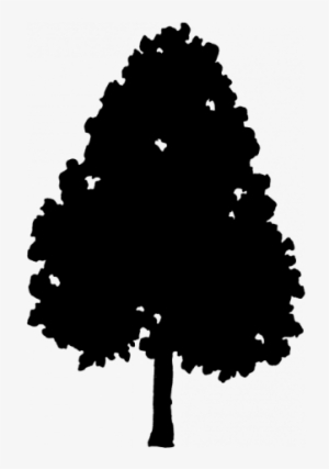Tree Height - 50 - 00-80 - 00 Feet - Silhouette