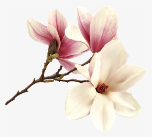 Flower Magnolia Magnolie Magnolias Tree Pink Summer - Tableau - Romantic Pink - Bimago - Bimago