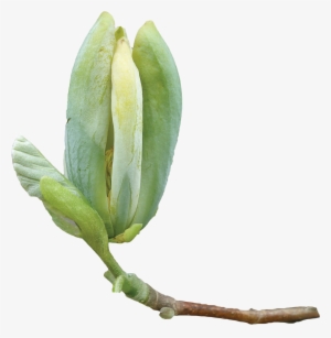 Cucumber Tree In Png