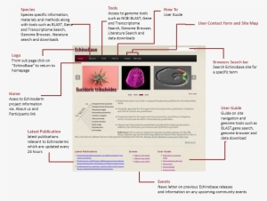 Echinobase Navigation Guide - Navigation