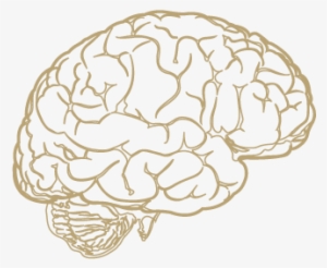 Brain Png Design