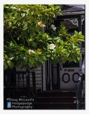 Canada Victoria Variety Grandiflora Magnolia Tree