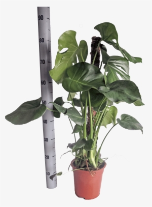 Monstera Deliciosa In Pot With 17 Cm Diameter - Swiss Cheese Plant Monstera Deliciosa