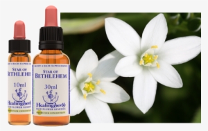 Star Of Bethlehem - Rock Rose Flower