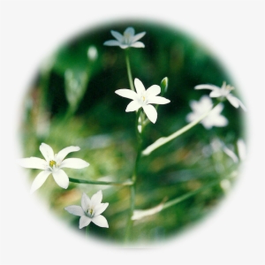 Star Of Bethlehem