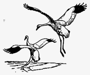 Whooping Crane Bird Sandhill Crane Line Art - Crane Clip Art