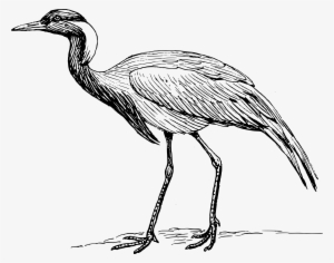 This Free Icons Png Design Of Demoiselle Crane