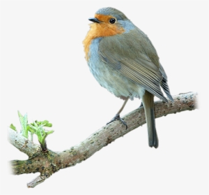 Bluebird On Brch - Bluebird Png