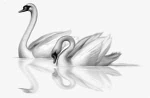 0, - Swan Art