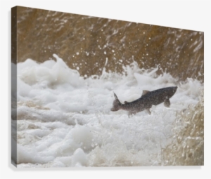 Fish Jumping Upstream In The Water Canvas Print