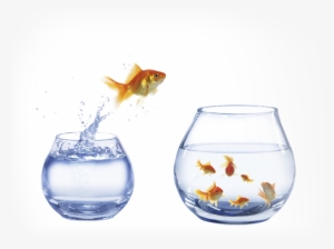 This Is An Image Of A Fish Jumping Out Of A Bowl - Career Change By Joanna Penn