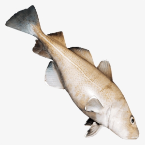 Fish Meat Png