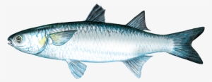 Mullet - Mullet Fish