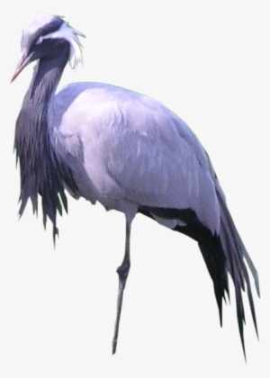 Bird Png Texture - Portable Network Graphics