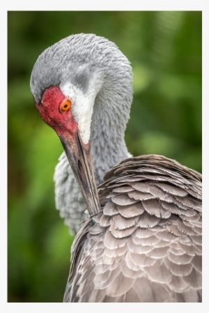 Sandhill Crane