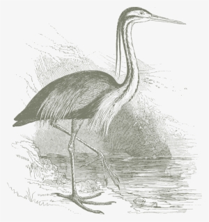 About - Great Blue Heron