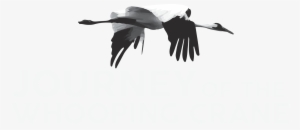About The Film - Journey Of The Whooping Crane