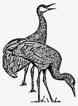 Big Image - Clipart Sandhill Cranes
