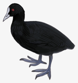 Eurasian Coot
