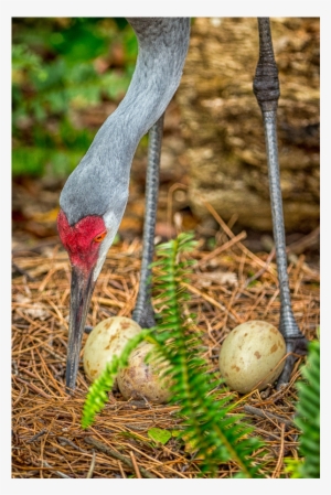 Sandhill Crane