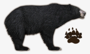 Florida Black Bear - Zoo Tycoon Black Bear