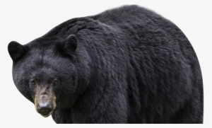 File Photo Of A Black Bear - Bear