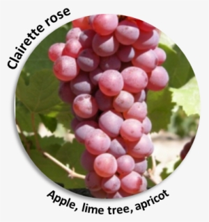 90% Of The Wine-making Process Secrets And Results - Sultana