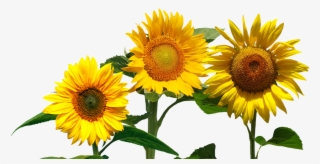 Peel N Stick Poster Of Garden Sunflower Nature Summer - Cafepress ! Samsung Galaxy S8 Case