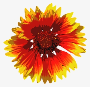 Summer Summer Flower Blossom