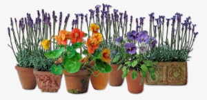 Flowers - Transparent Summer Flowers Png