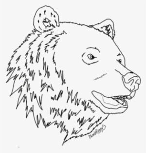 Png Black Bear Head Drawing At Getdrawings - Drawing