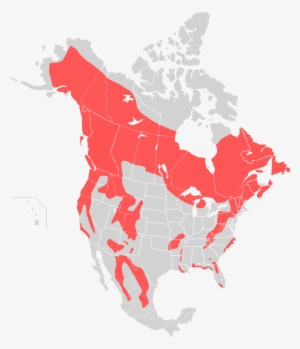 Map Black Bear - Saint Elias Mountains Map