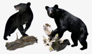 Choose The Team That Specializes In Black Bears - Wisconsin