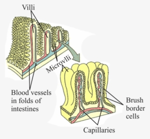 \tiffs\all Files\716085 - Brush Border Vs Microvilli